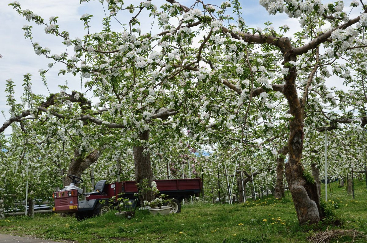 ないこ715 tweet media