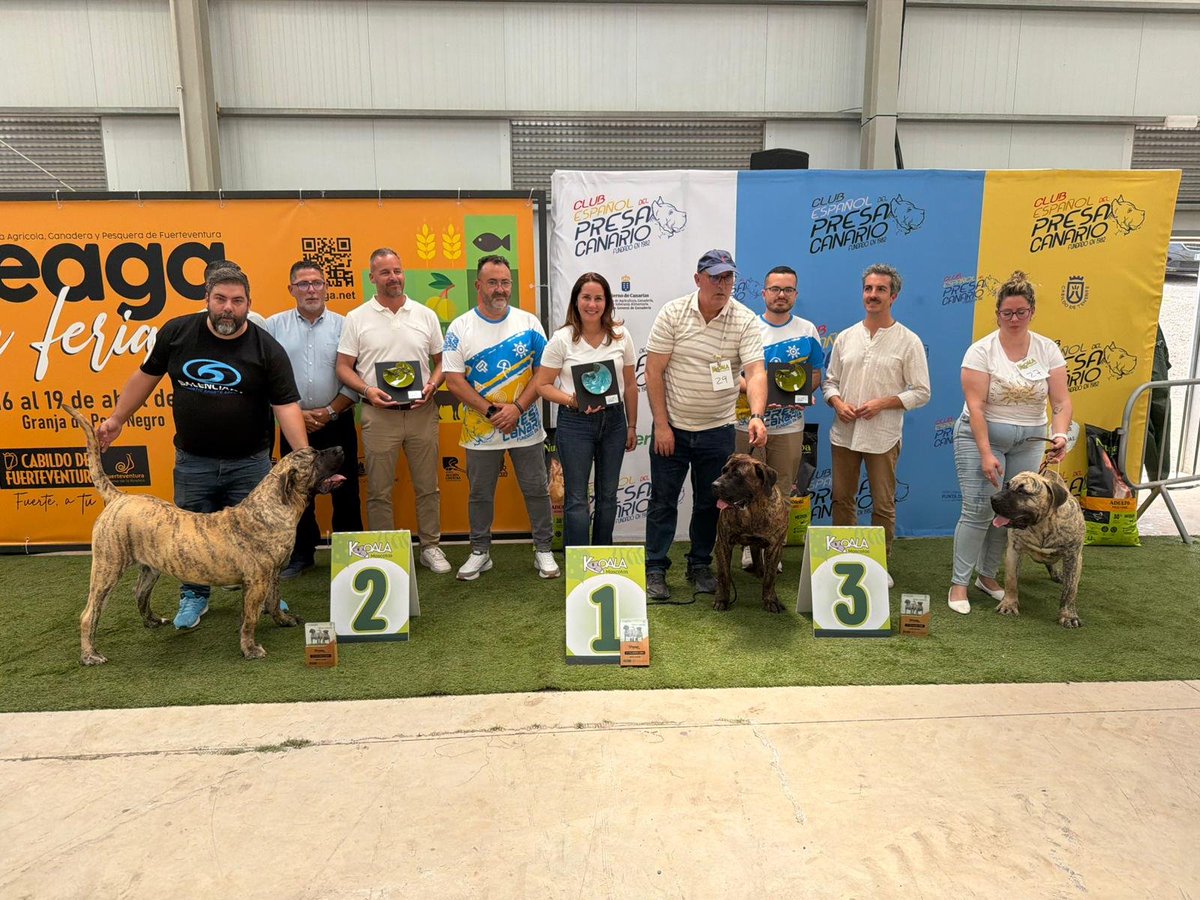 rtsfuertventura's tweet photo. 🐕 El Presa Canario llena el ring de Feaga con 52 ejemplares
#FEAGA #Fuerteventura #ganadería #presacanario
https://t.co/AcGGip9ziA https://t.co/fGPP8zWyN1