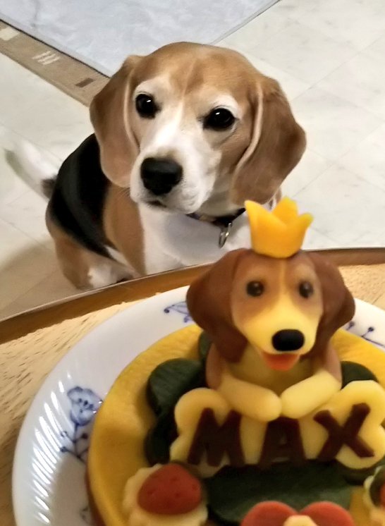 mayuming tweet media