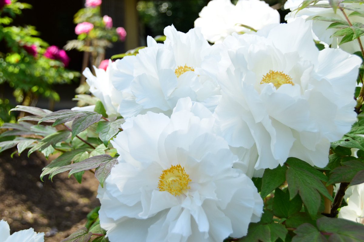 アクセル@はりぼて哀歌♌️🌿 tweet media