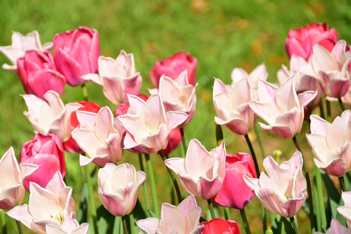 アクセル@はりぼて哀歌♌️🌿 tweet media