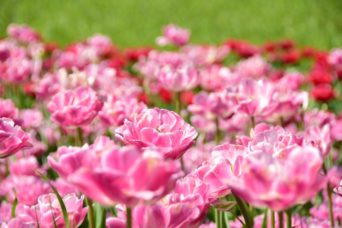 アクセル@はりぼて哀歌♌️🌿 tweet media