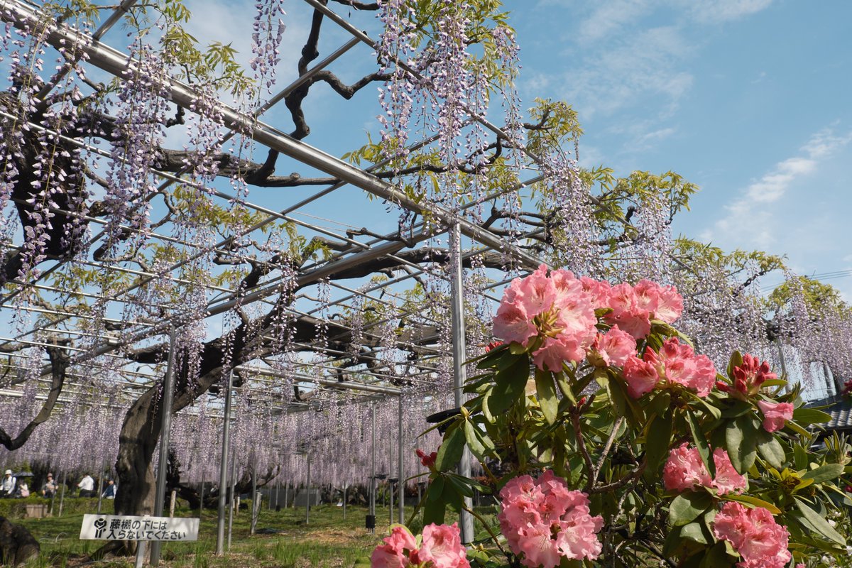 藤と牡丹のコラボ．

📷 X-E5, XF18-55mm, Nostalgic Neg.