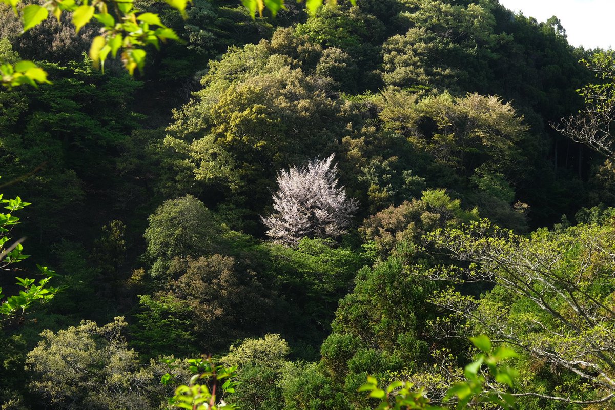 sa104n321's tweet photo. 丹沢大山〜七沢温泉ハイク

大山寺では厄除のかわら投げをし、山頂では新緑の山桜や霞富士などを楽しみました。 https://t.co/USBnehiEbP