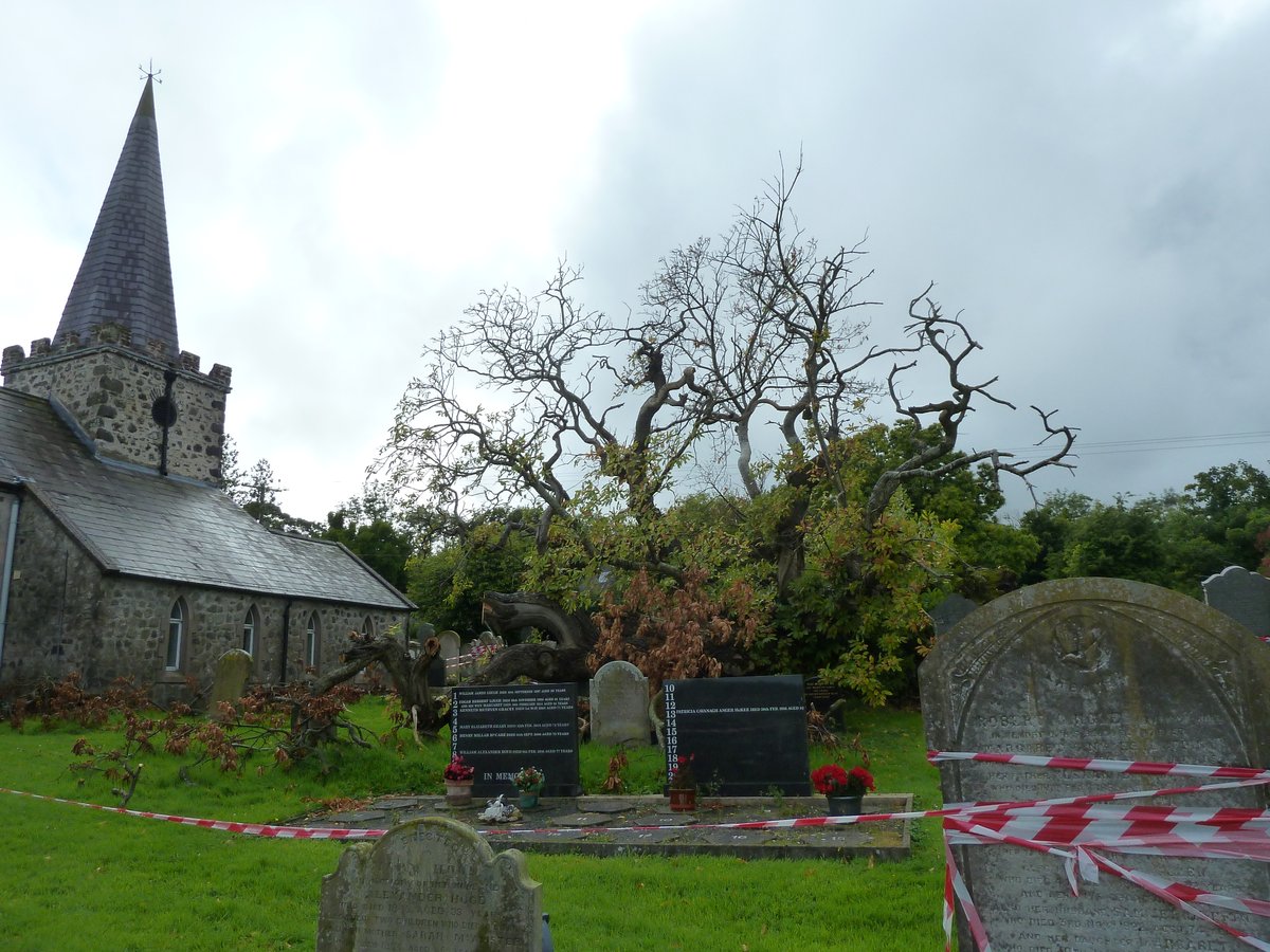 lorraineelizab6's tweet image. Scientists have done tests on the Spanish Sweet Chestnut tree at St Patrick's CofI, Cairncastle, Co. Antrim. They've found that is 16th century! Story it grew from 1588 seeds in a dead Armada sailor's pocket could be entirely true! Fell in 2020. 📷x3 mine #tree #FolkloreSunday 🌳