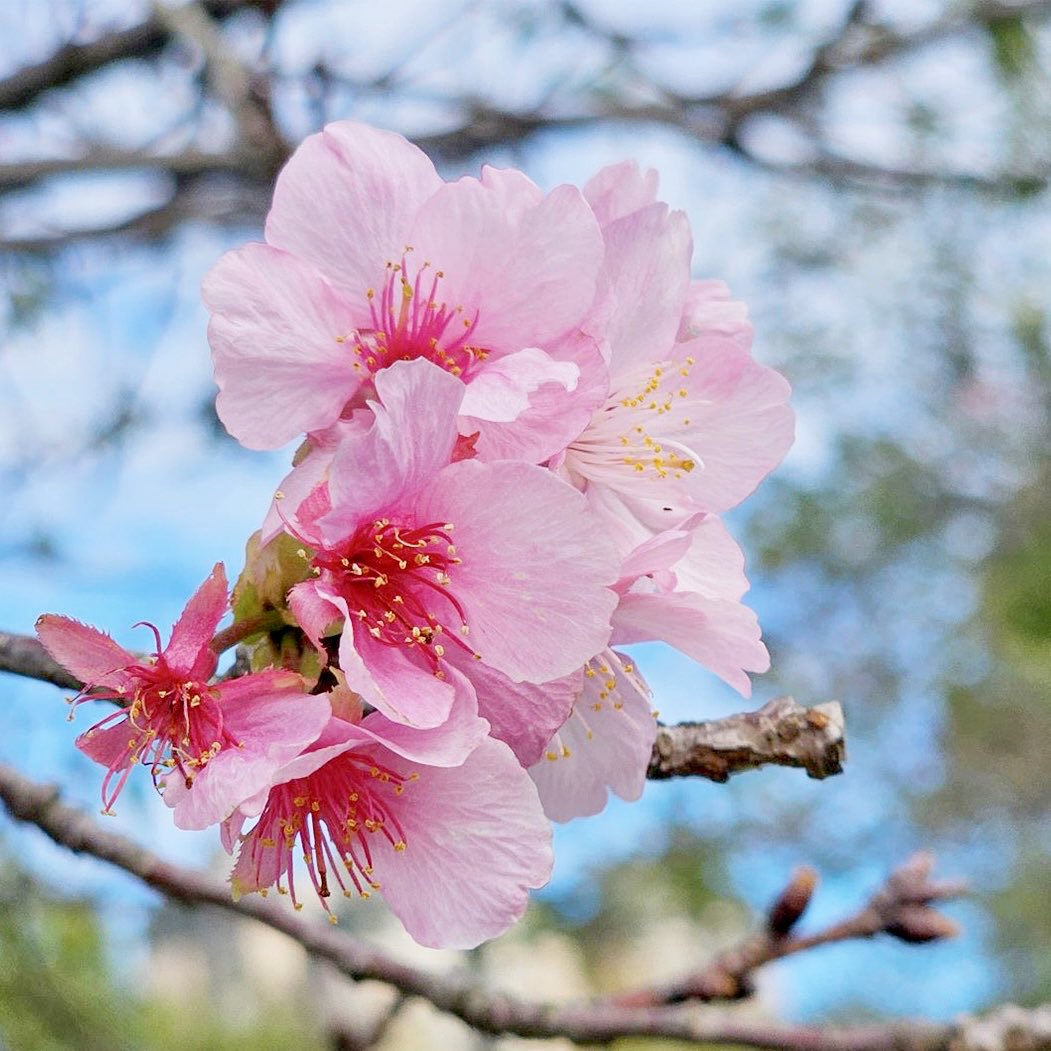 點燭先生 tweet media