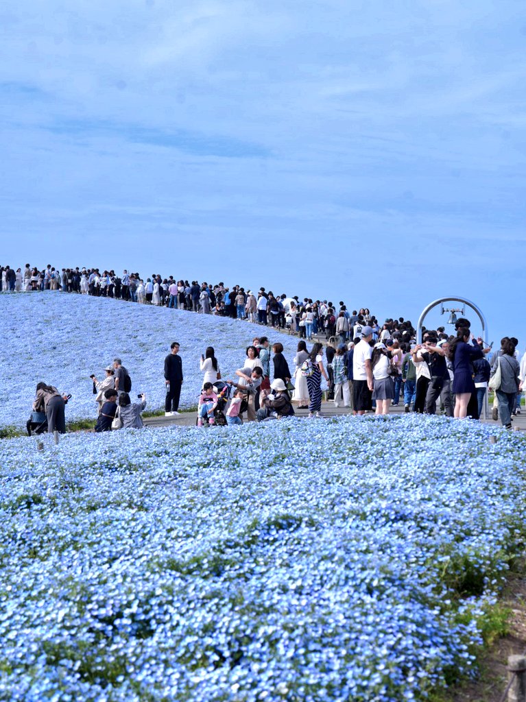 ねこまた。 tweet media