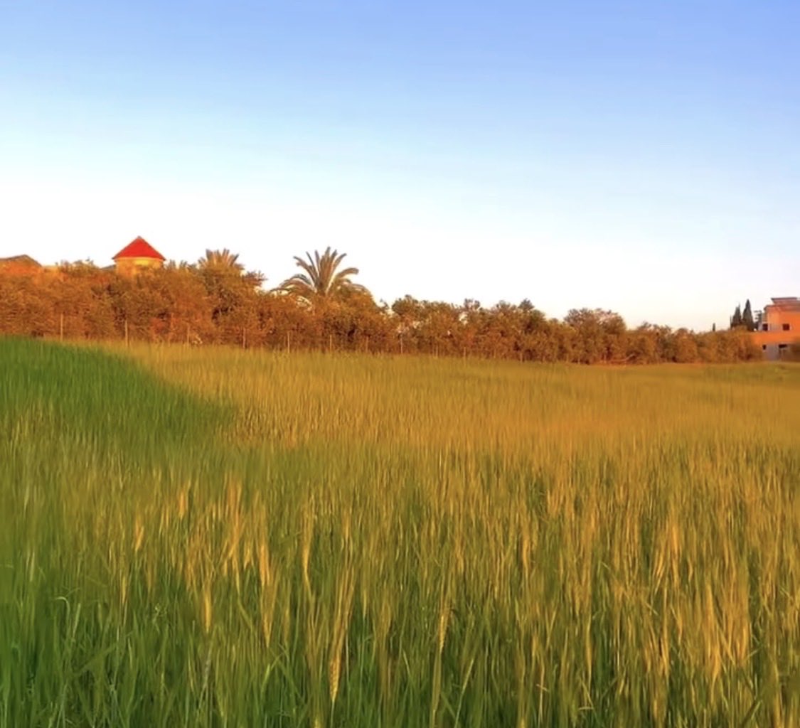 Mohamad Fawaz tweet media