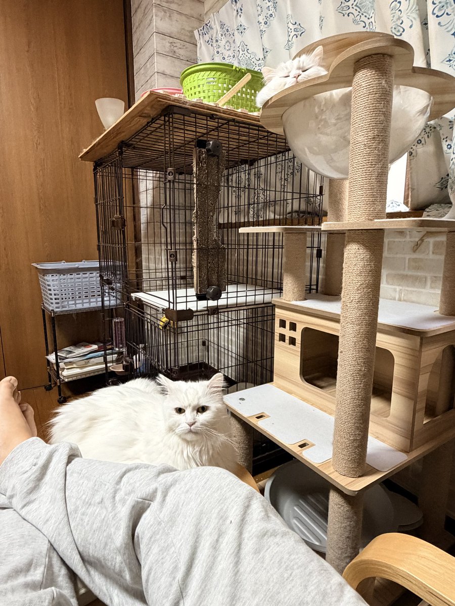 なたね tweet media