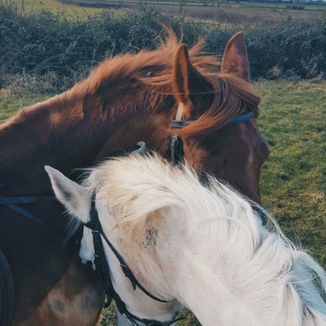 LOYAL HORSES 🐎 tweet media