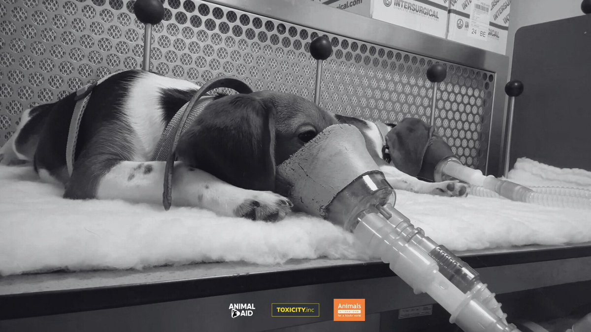 Animal Aid tweet media