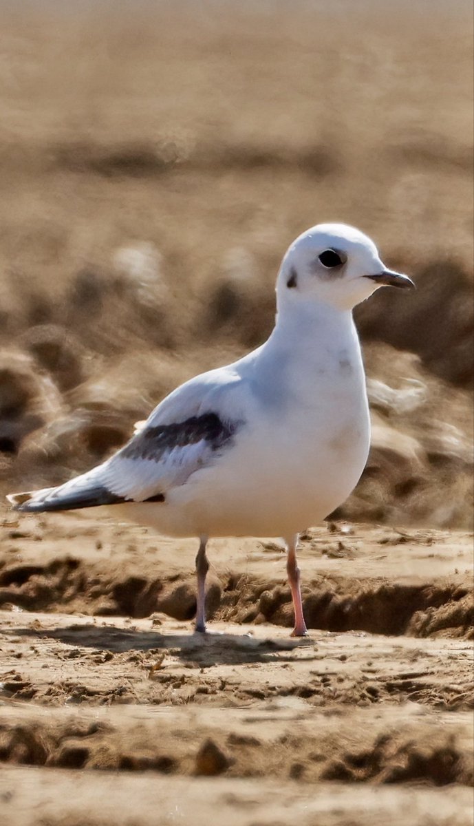 Congrats <a href="/trevgirling/">Trevor Girling</a> for finding this stunning Ross’s Gull at Titchwell yesterday morning and breaking news live. A first for Norfolk for me and undoubtedly Bird of the Year so far! Thanks too, Matt Lonsdale, for relocating in a field inland shortly after it left the coast.