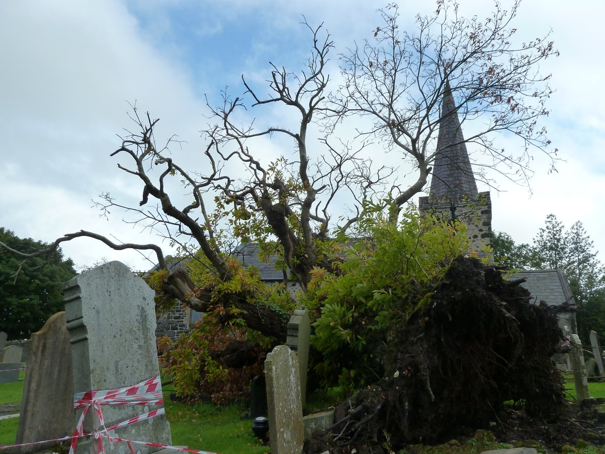 lorraineelizab6's tweet image. Scientists have done tests on the Spanish Sweet Chestnut tree at St Patrick's CofI, Cairncastle, Co. Antrim. They've found that is 16th century! Story it grew from 1588 seeds in a dead Armada sailor's pocket could be entirely true! Fell in 2020. 📷x3 mine #tree #FolkloreSunday 🌳