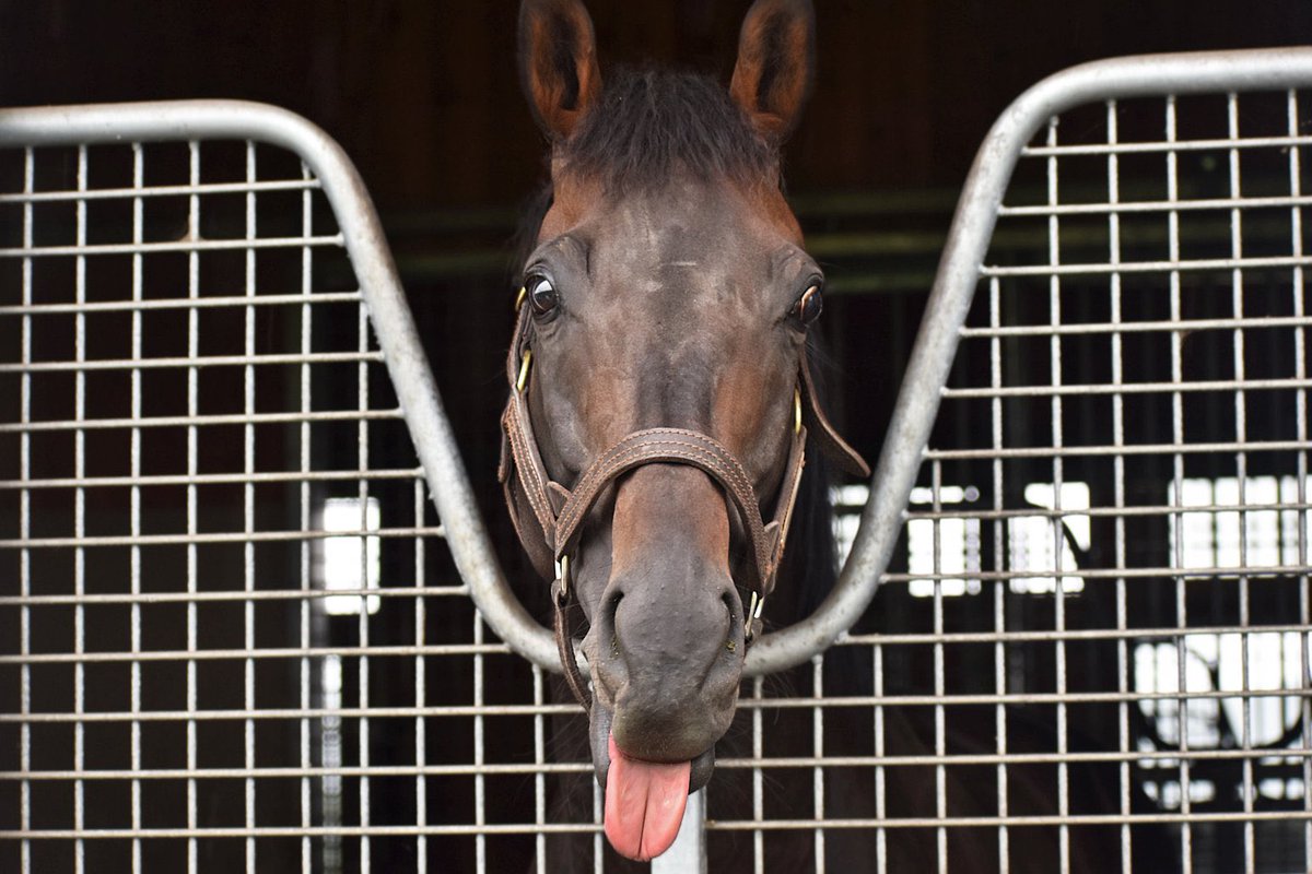 皐月賞馬の父になったぞワープレ‼️
#ワールドプレミア