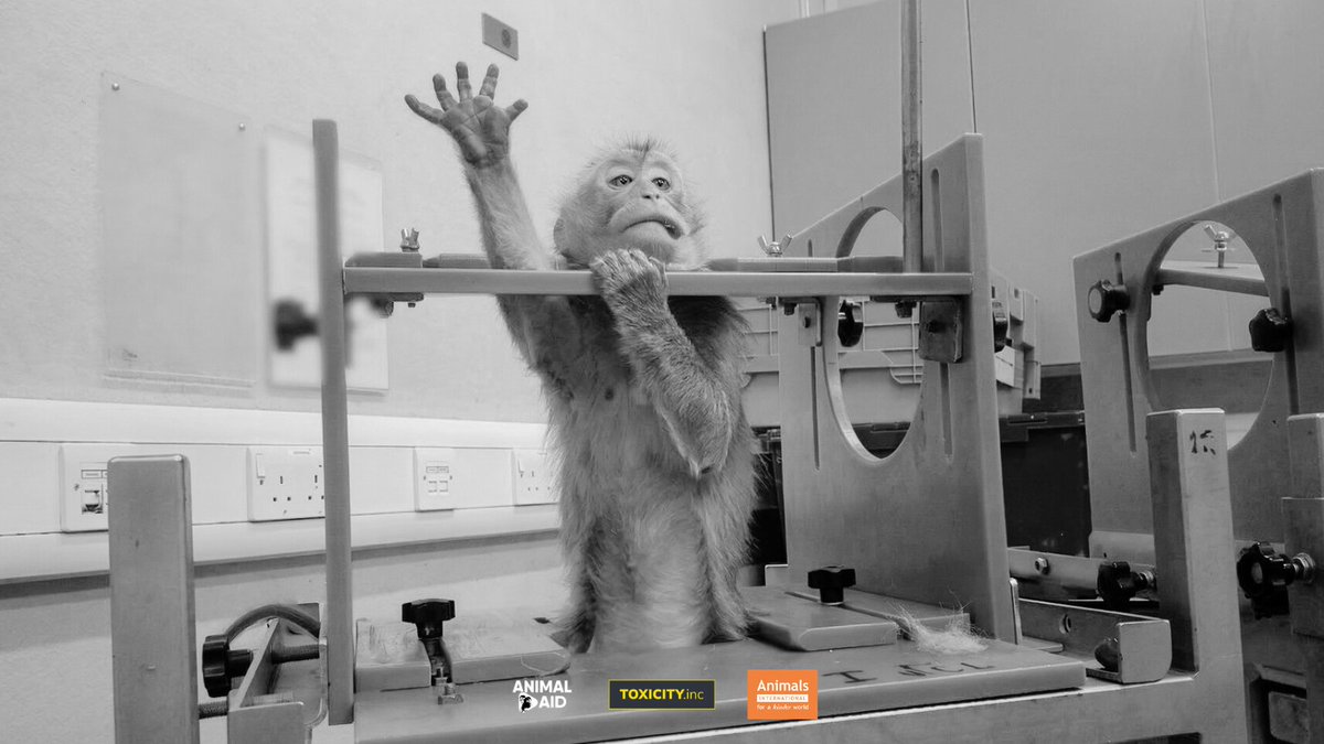 Animal Aid tweet media