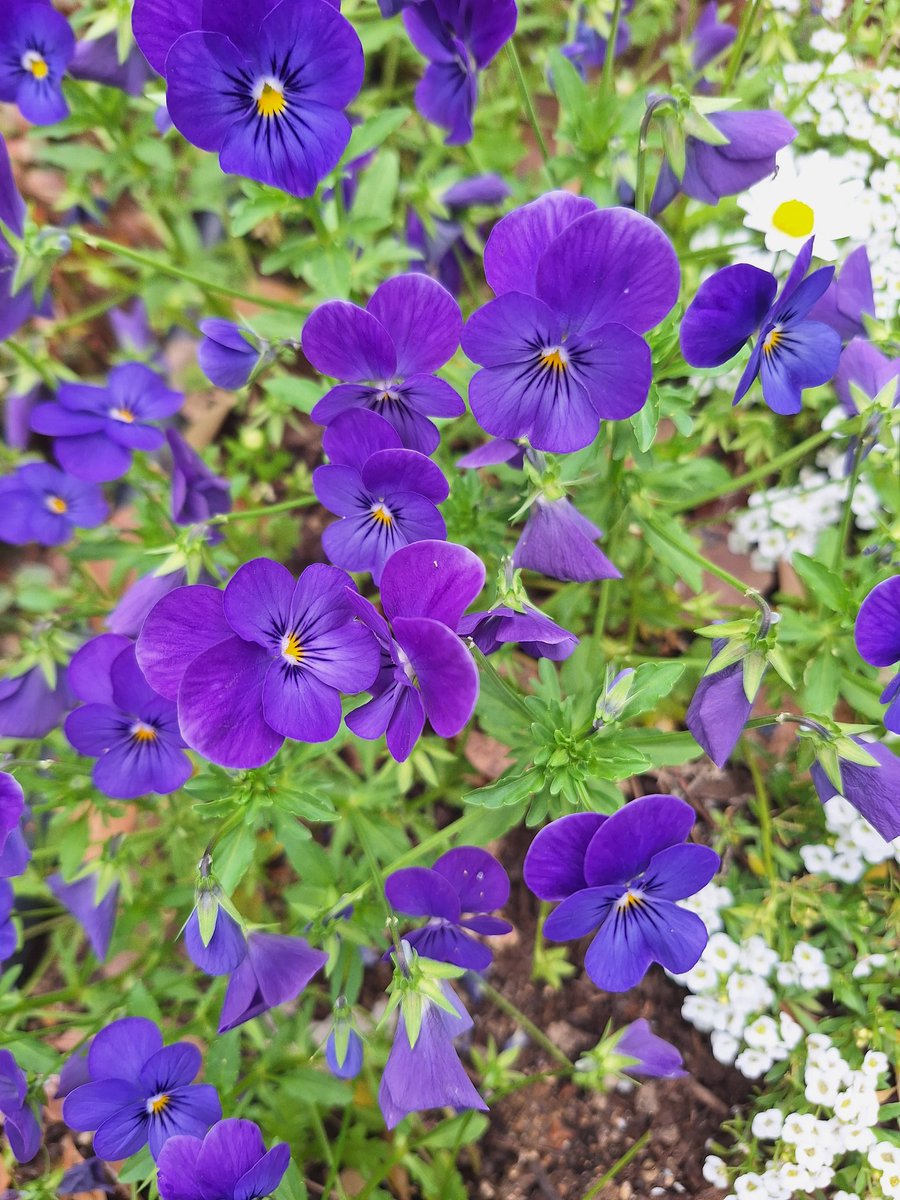 januar_ep0104's tweet image. Just strolling around my neighborhood yesterday, and notice that the park in the #pedestrian area themed the #purple #flowers for this #spring! It located just near the #Kobe #Bunka #Hall! Just take the side of Minatogawa #jinja #湊川 to the mountain area.
@Kobe_PRA 
#神戸 #春
