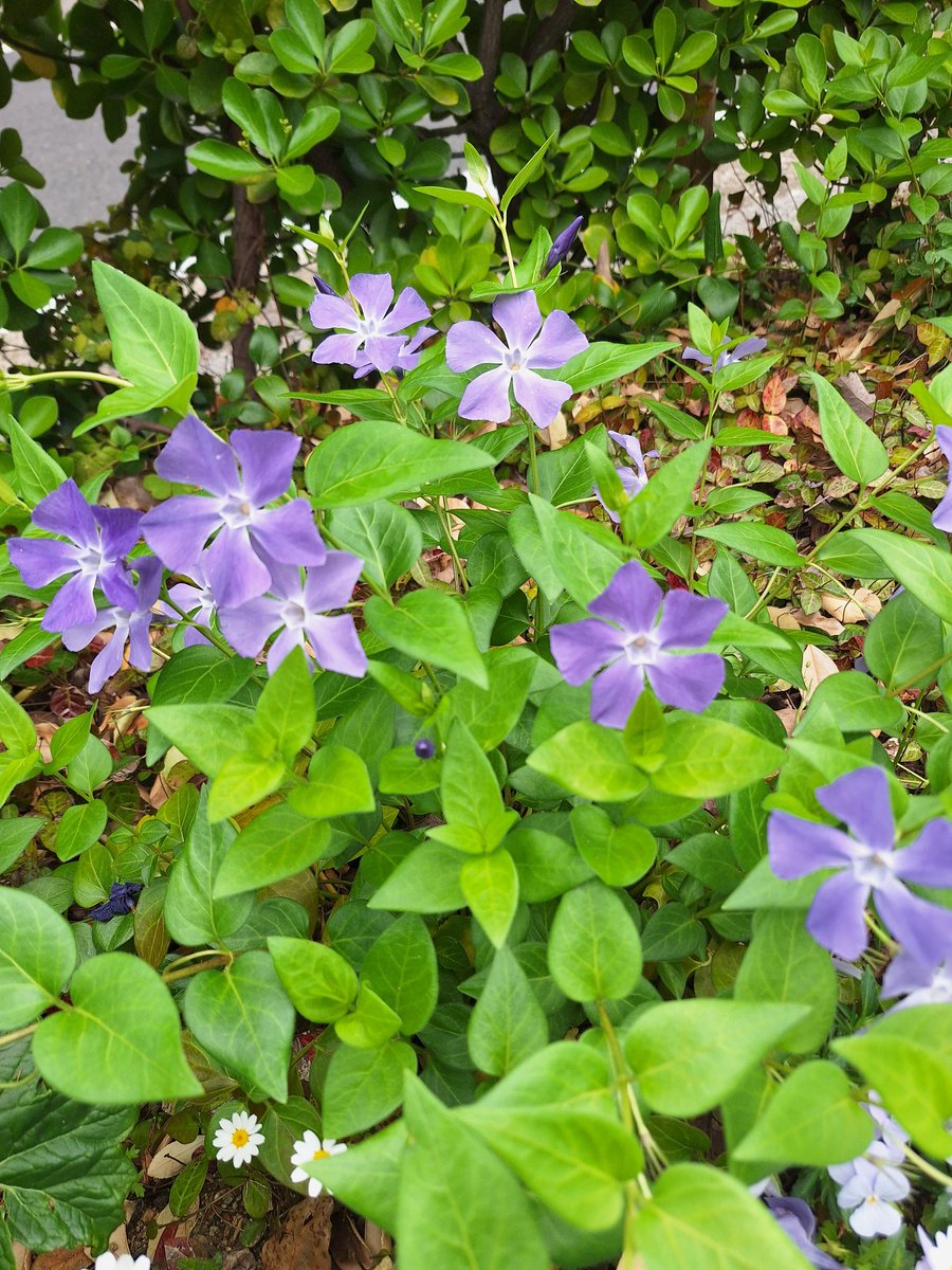 januar_ep0104's tweet image. Just strolling around my neighborhood yesterday, and notice that the park in the #pedestrian area themed the #purple #flowers for this #spring! It located just near the #Kobe #Bunka #Hall! Just take the side of Minatogawa #jinja #湊川 to the mountain area.
@Kobe_PRA 
#神戸 #春
