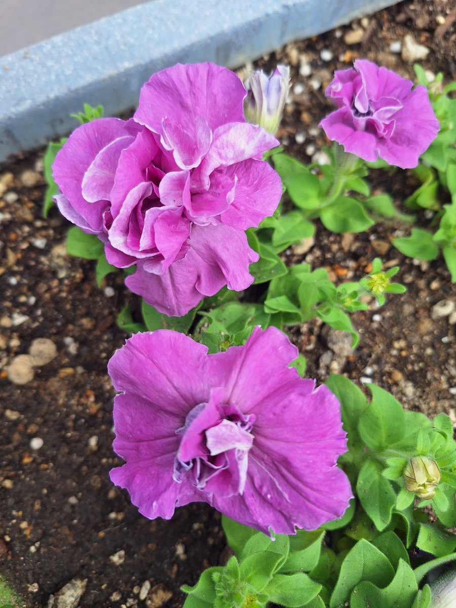 januar_ep0104's tweet image. Just strolling around my neighborhood yesterday, and notice that the park in the #pedestrian area themed the #purple #flowers for this #spring! It located just near the #Kobe #Bunka #Hall! Just take the side of Minatogawa #jinja #湊川 to the mountain area.
@Kobe_PRA 
#神戸 #春