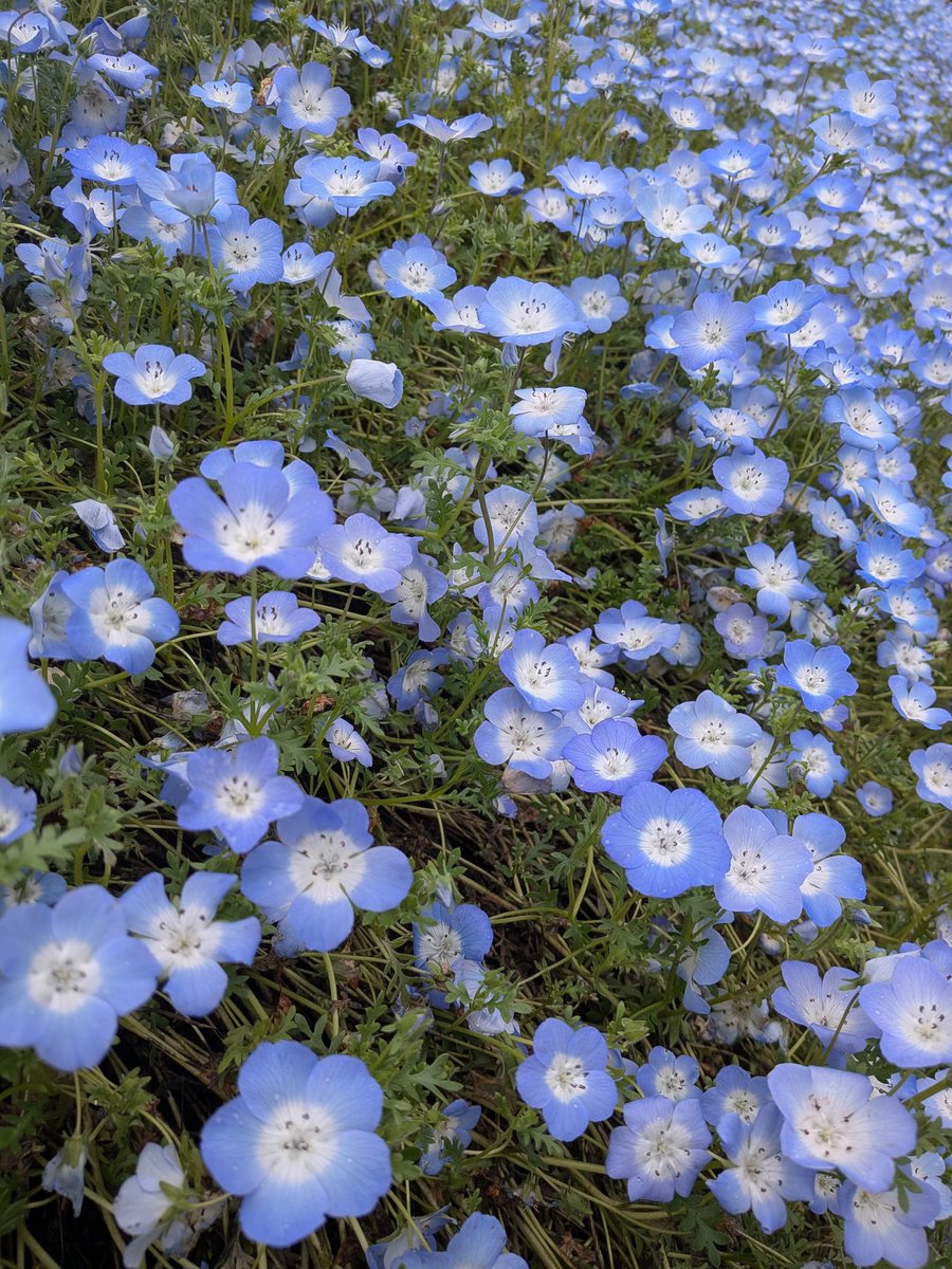 盛れ！ナ・ガサーキ(禁煙中) tweet media