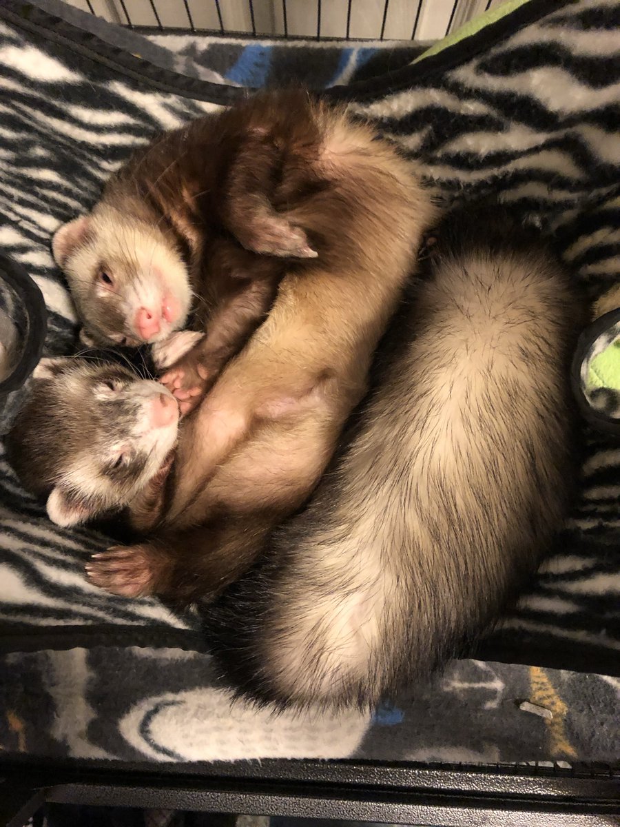 I miss my ferrets look how cute they were