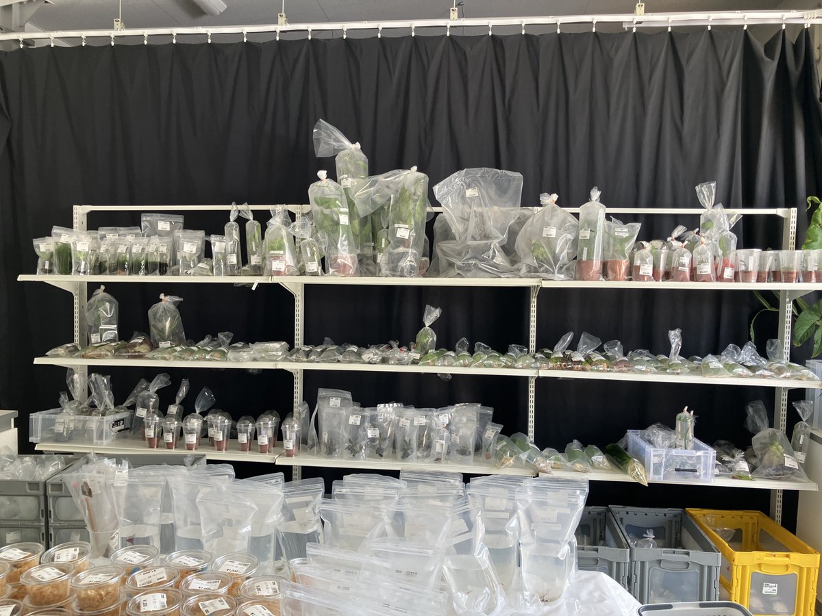 チャーム公式 tweet media