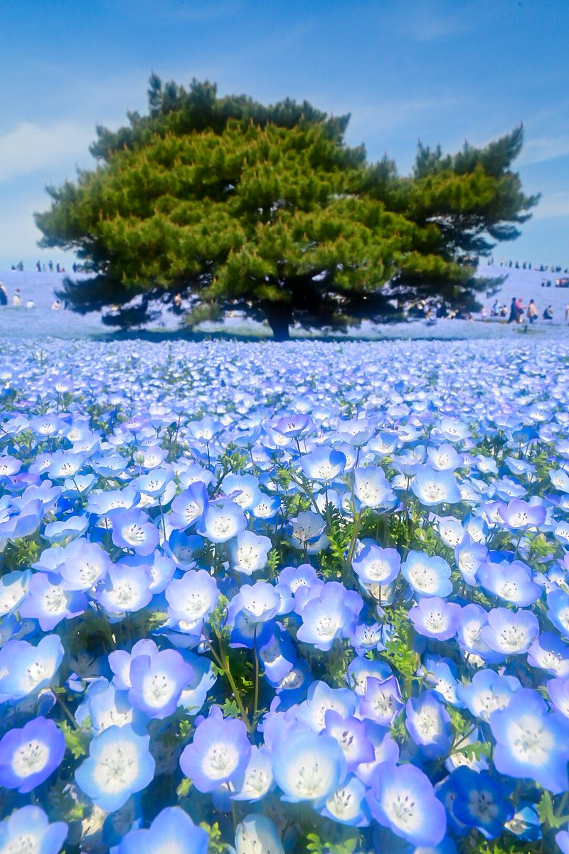茨城県ひたちなか市

ひたち海浜公園にて

ネモフィラ

#ひたち海浜公園
#ネモフィラ
#ファインダー越しの私の世界
