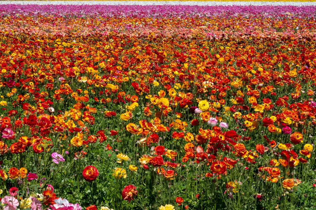 rmourpoppop's tweet image. Let’s see those spring flower #photos
#spring #flowers