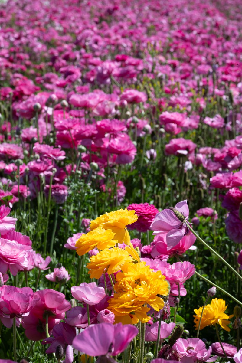 rmourpoppop's tweet image. Let’s see those spring flower #photos
#spring #flowers