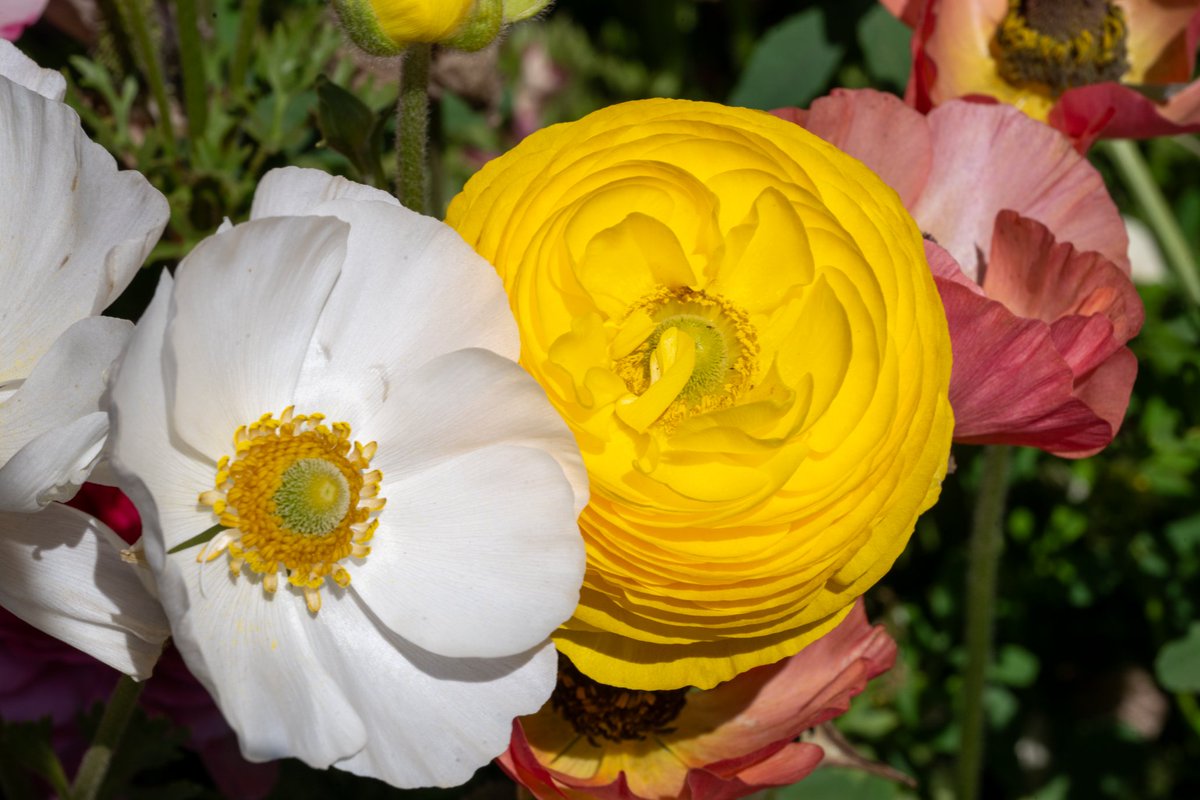 rmourpoppop's tweet image. Let’s see those spring flower #photos
#spring #flowers