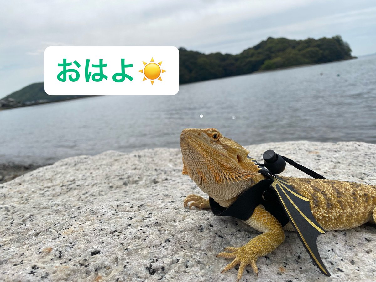 𓏲🥞ྀི天草パンナ⑅♜ tweet media