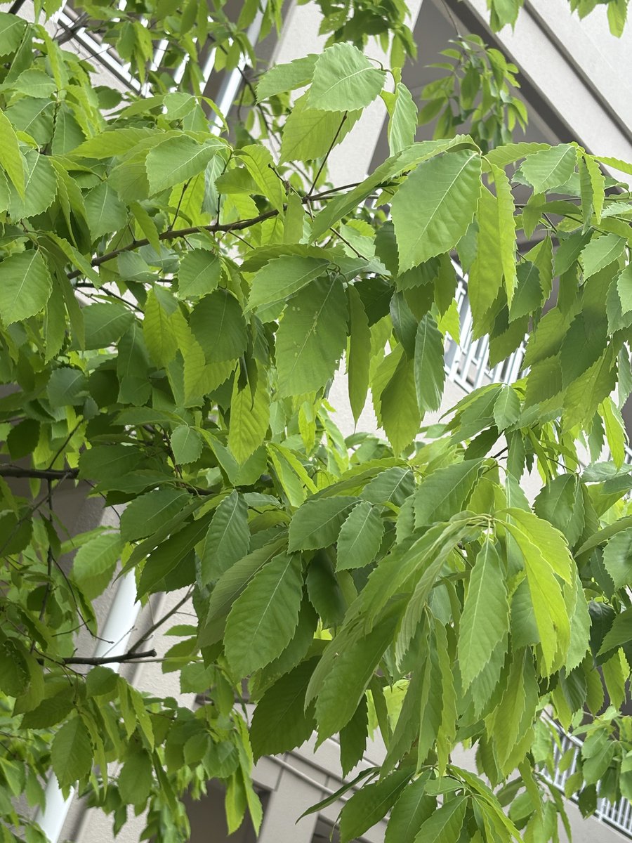 アサ𓆩︎(⃔︎˶ ꒳​ ˶)⃕𓆪 tweet media