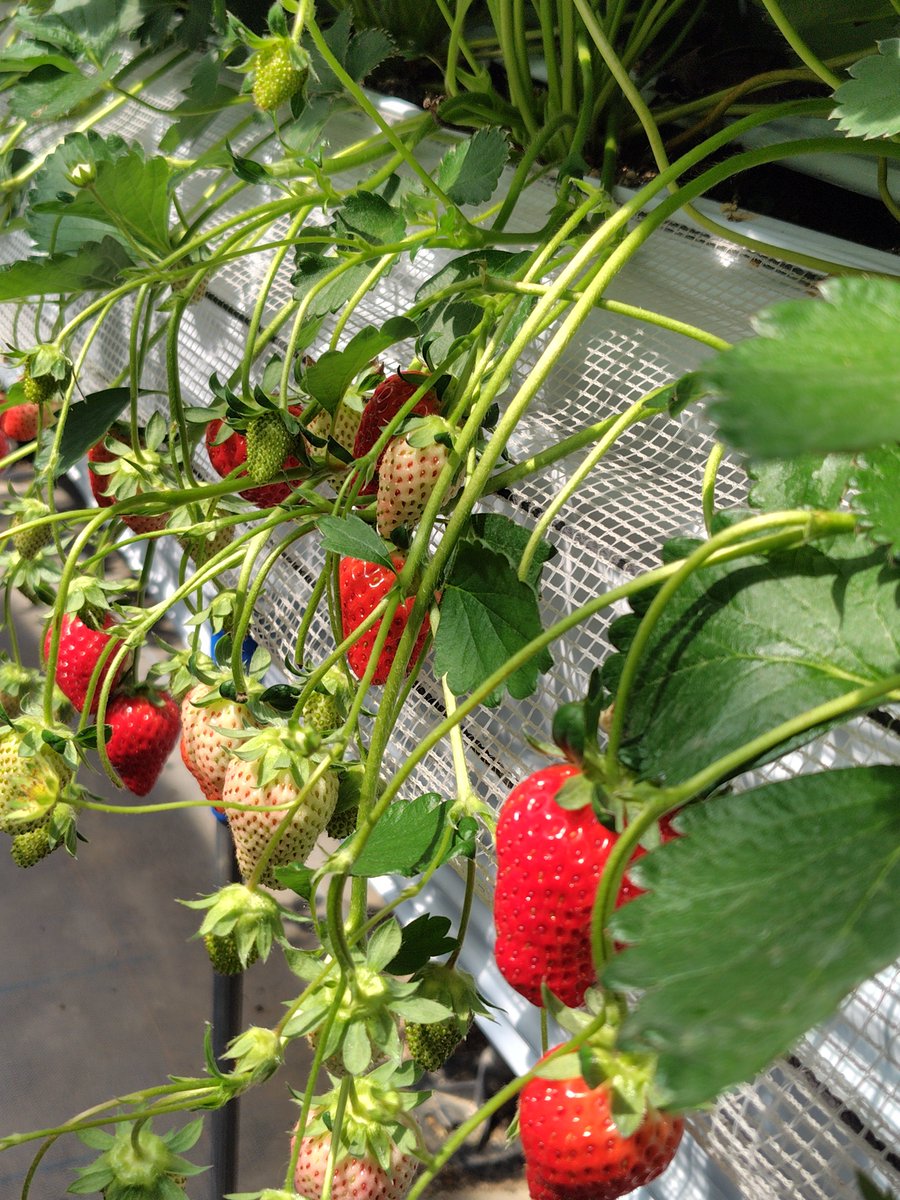 dojay1980's tweet photo. 一狩り行こうぜ…

「越谷いちごタウン」にてイチゴ狩りに行きました🍓

高級苺あまりんやあきひめなど数種類のイチゴを堪能😋

20個くらいで少ないほうでしたが娘は80個は食べたかと… https://t.co/FxLy8Pzz7q