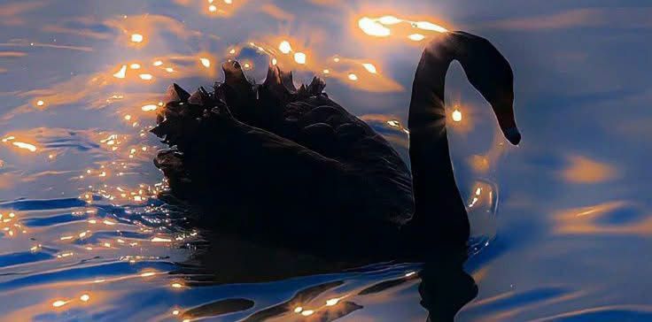 Adeela Shafiq tweet media