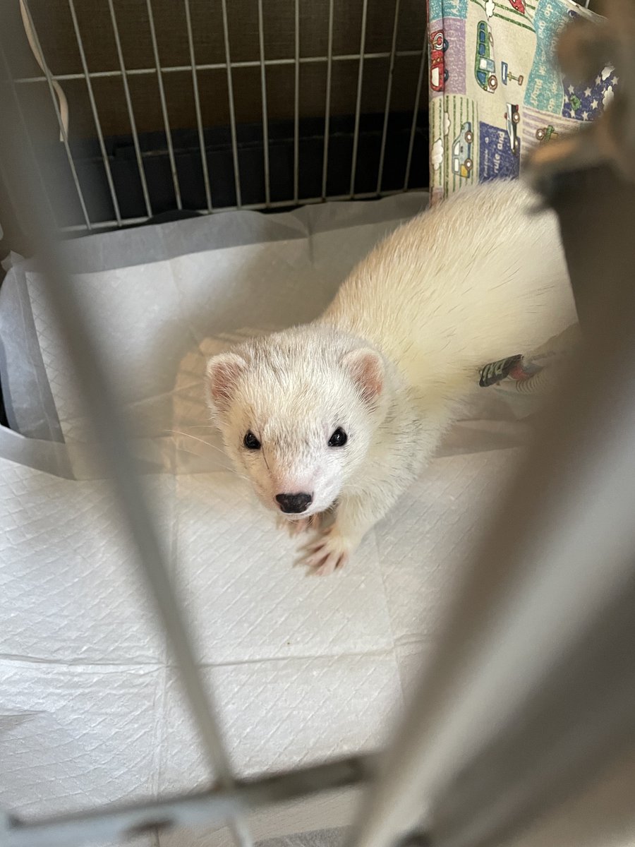 everyday_ferret tweet media