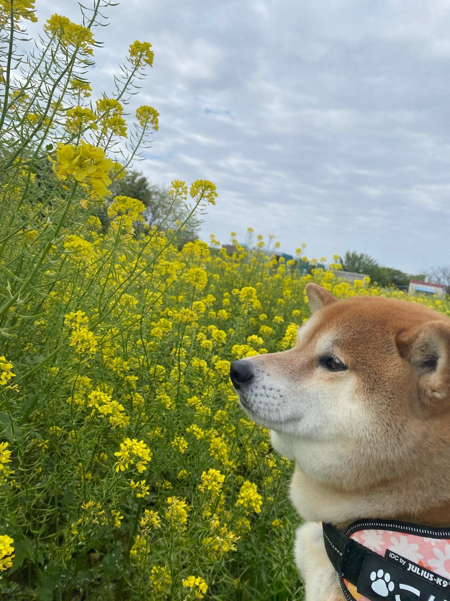 赤柴こはる 岡山生まれおっさん育ち tweet media