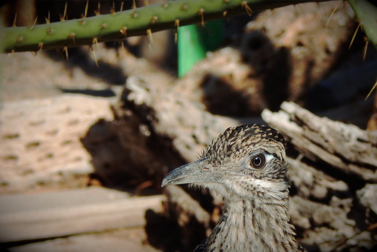 HLHughes03's tweet image. 04/18/2026, 🌵Making our #Saturday rounds in #PinalCounty #Arizona #Maricopa, #getoutside, GN👍 It's the roadrunner hour🌵🇺🇸