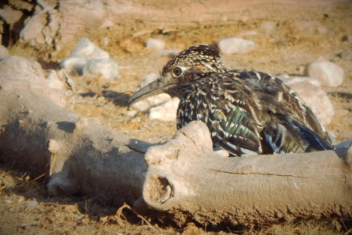 HLHughes03's tweet image. 04/18/2026, 🌵Making our #Saturday rounds in #PinalCounty #Arizona #Maricopa, #getoutside, GN👍 It's the roadrunner hour🌵🇺🇸