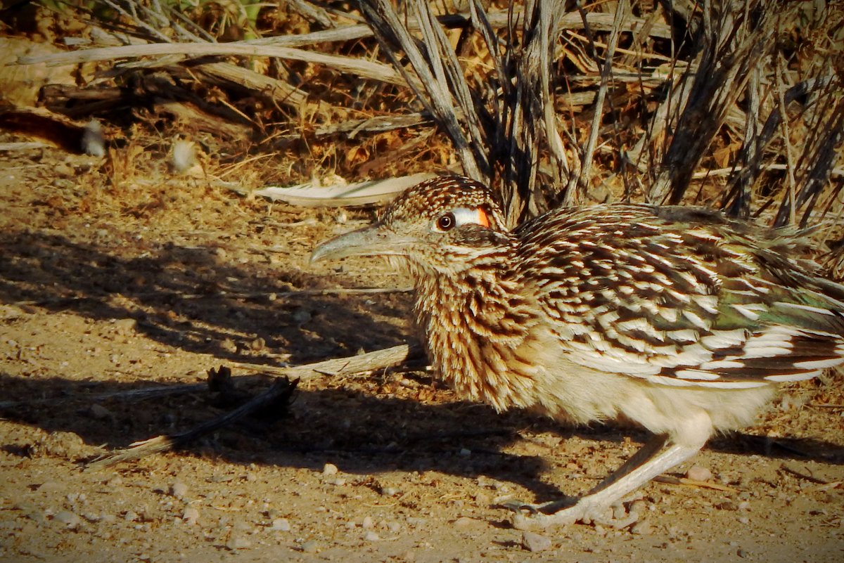HLHughes03's tweet image. 04/18/2026, 🌵Making our #Saturday rounds in #PinalCounty #Arizona #Maricopa, #getoutside, GN👍 It's the roadrunner hour🌵🇺🇸