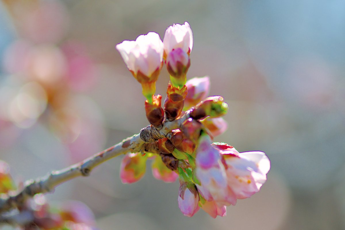 脳幹@脳幹と大腸半分ぐらいと腎臓がだいぶBANされますた tweet media