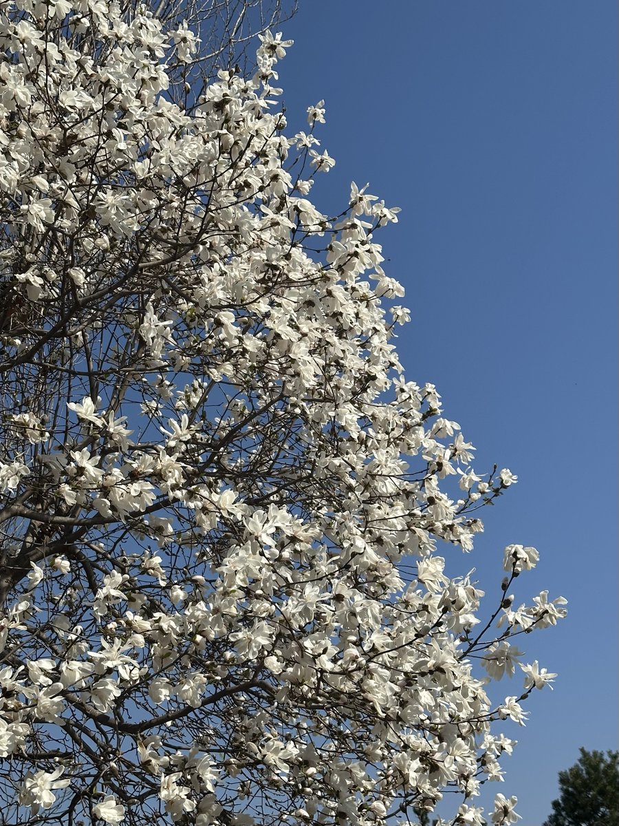 脳幹@脳幹と大腸半分ぐらいと腎臓がだいぶBANされますた tweet media