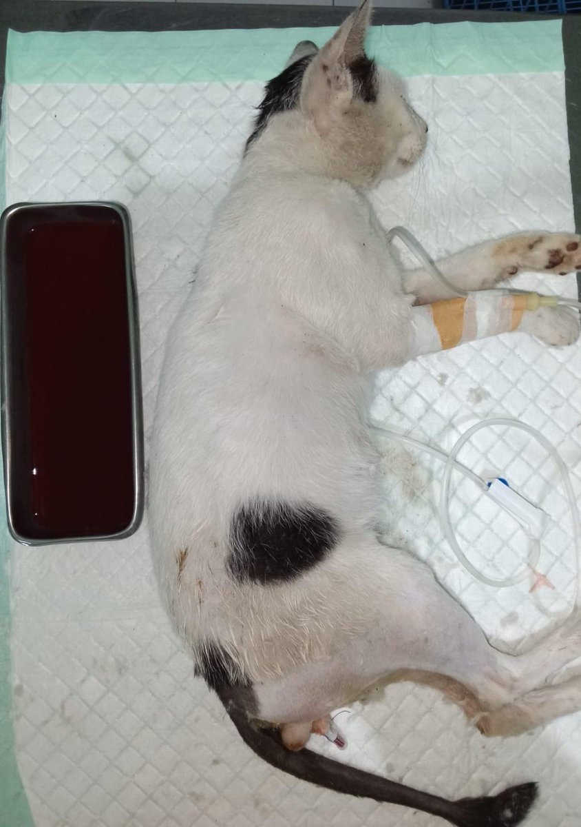 tofunyan79's tweet photo. (nama dan rekening akan disembunyikan untuk keamanan).

Atas perhatiannya saya ucapkan banyak terima kasih 🙏
#donasikucing #donasikucingjalanan #kucing #donasi #tolong #kucingpalembang #kucingsakit #sumbangan https://t.co/wSHq9szFoR