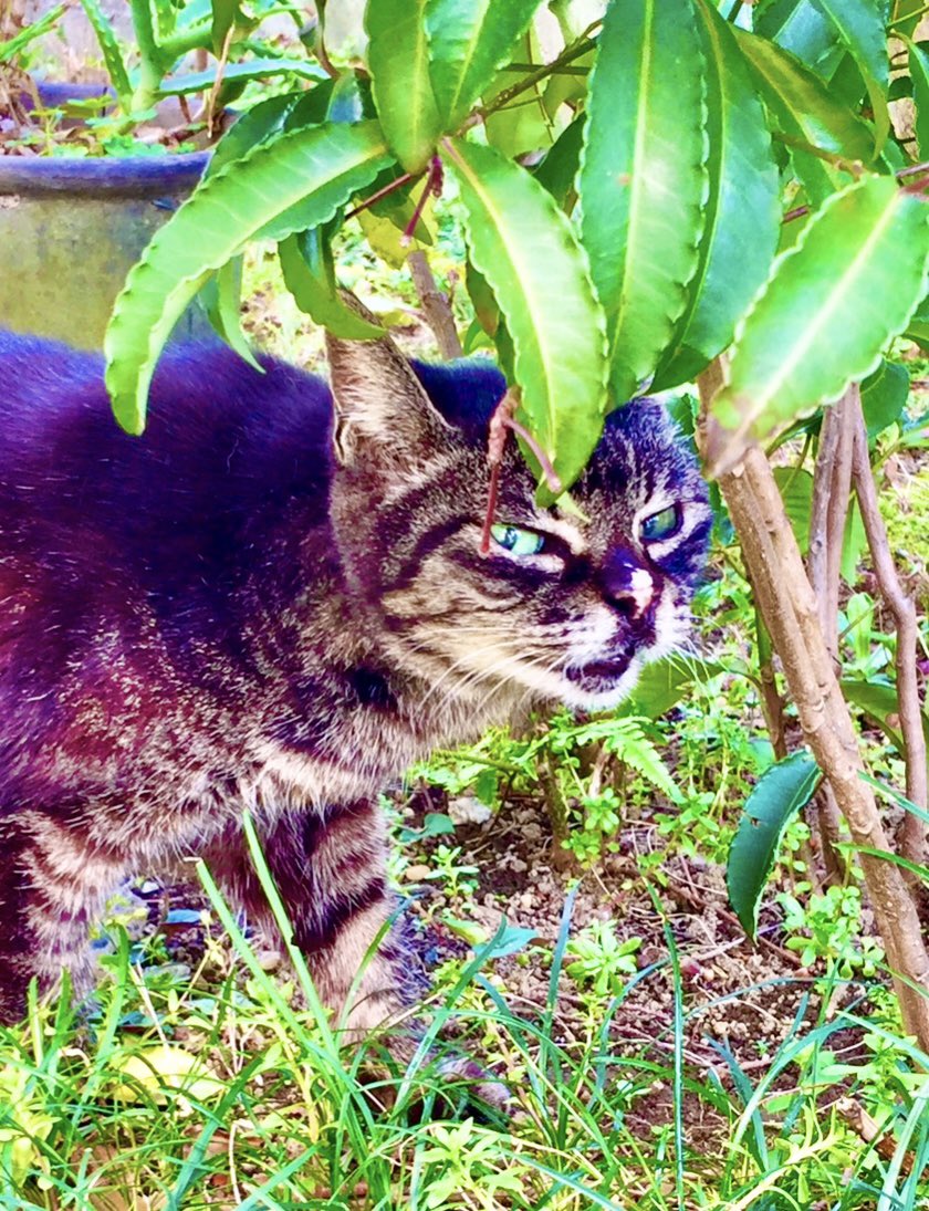 🌤 薄雲は出ていますが、強めの陽射しが降り注ぎ、暖かいを通り越して、少し暑く感じます。
ノムラモミジの赤みが増して、青空に映えていました。