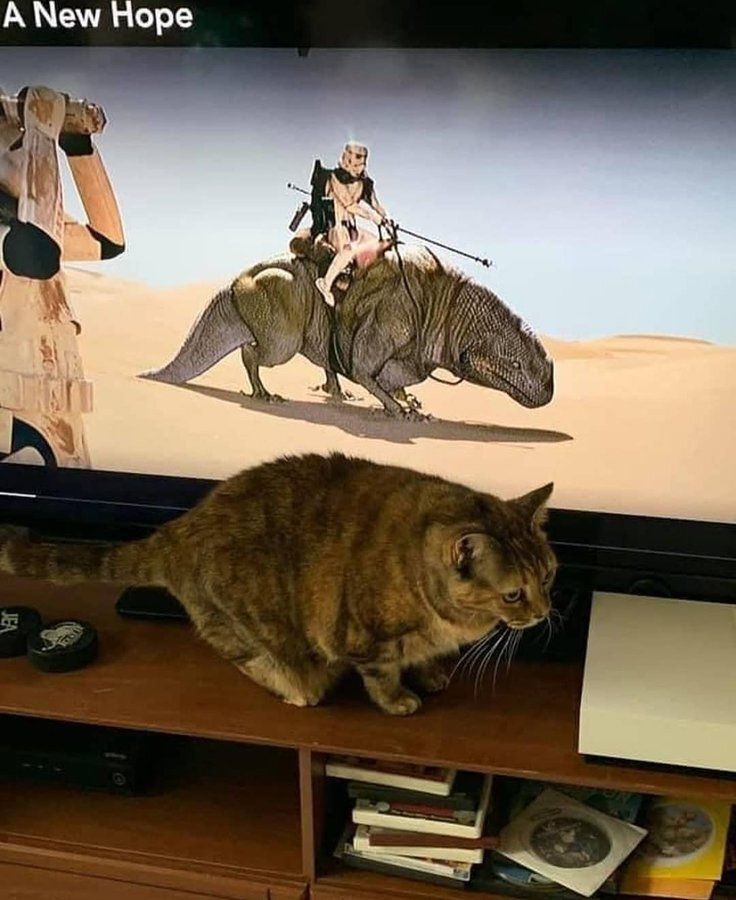 Tweets Of Cats tweet media