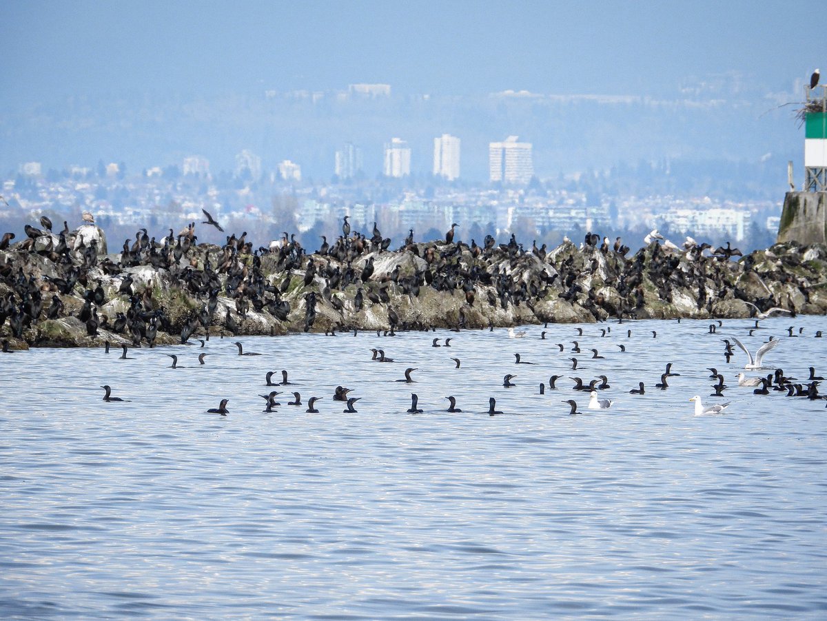 Pacificnorthwestkate🇨🇦 tweet media