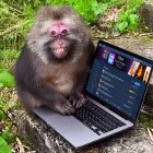 raízinho tweet media