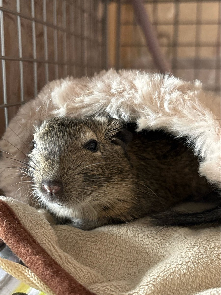 あい 4/25,26 TRIANGLE tweet media