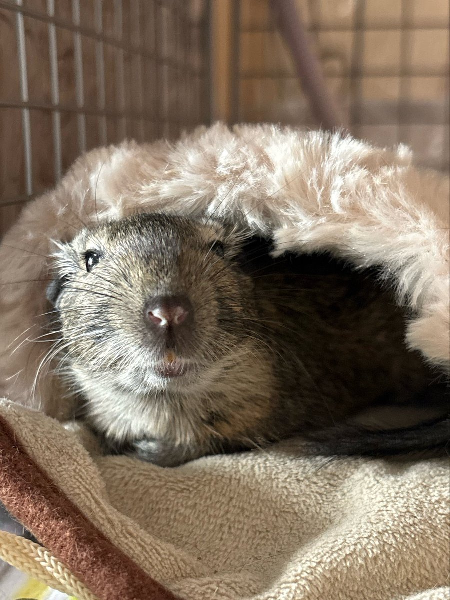 あい 4/25,26 TRIANGLE tweet media