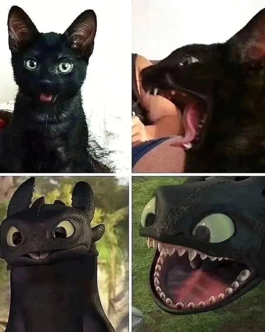 Punch Cat tweet media
