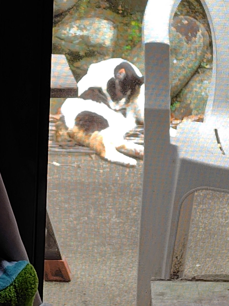 アビシニアンのミヨタン tweet media