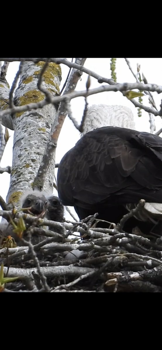 Pacificnorthwestkate🇨🇦 tweet media